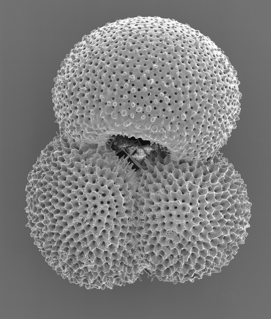 Diversification and extinction dynamics buried in the sea floor